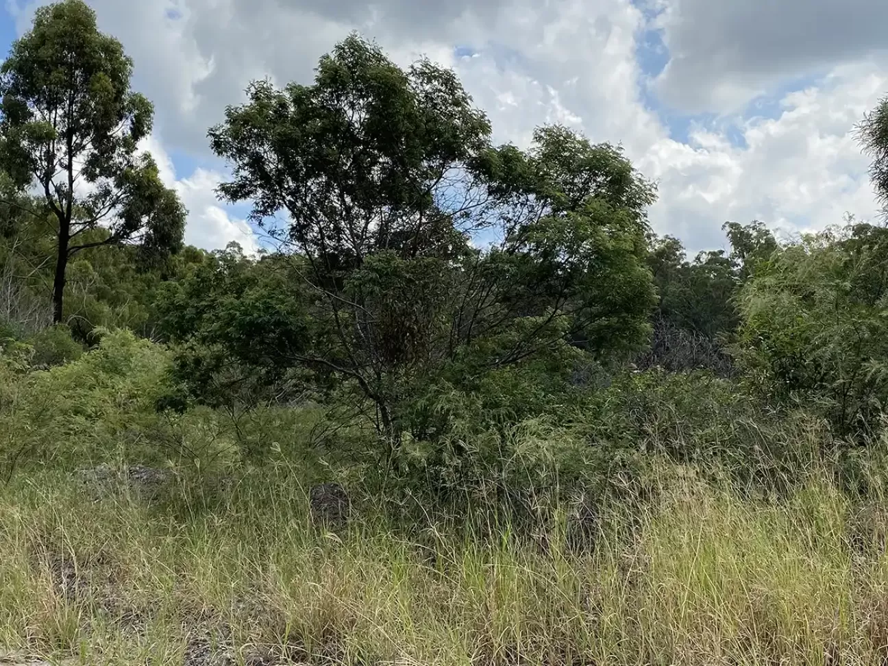 Mine rehabilitation site at Meandu Mine